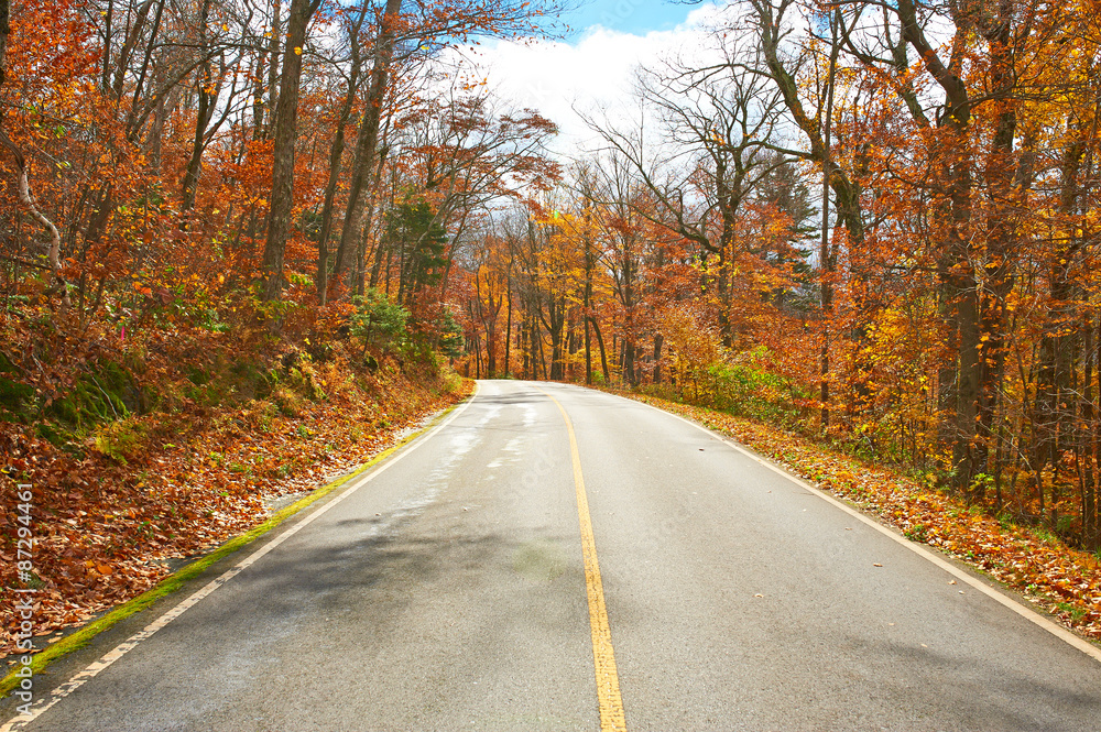 Autumn scene with road