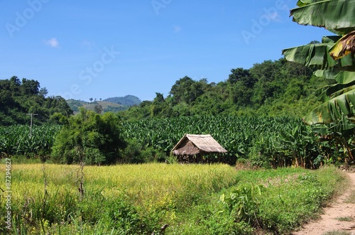 Scène rurale au Laos