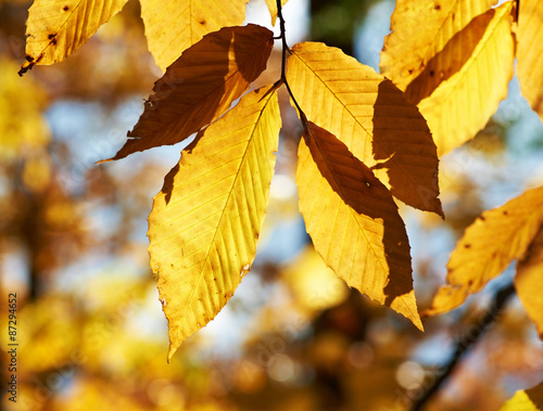 Autumn yellow leaves background