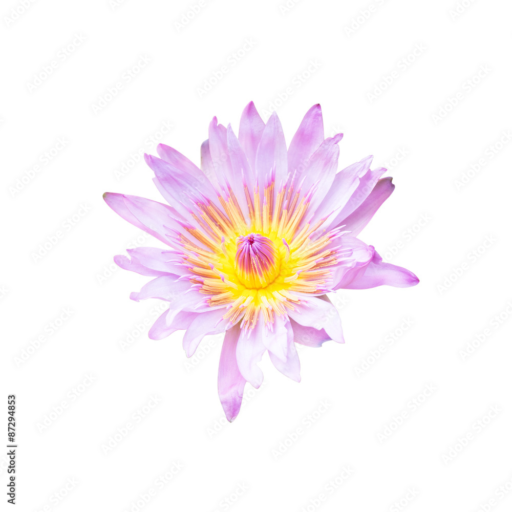 Lotus flower isolated on white background. This has clipping pat Lotus flower isolated on white background. This has clipping pat