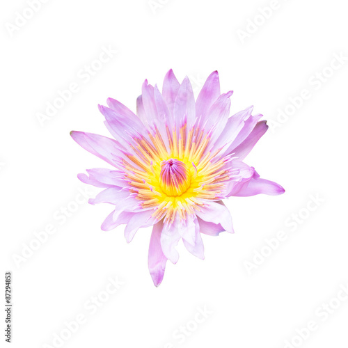 Lotus flower isolated on white background. This has clipping pat