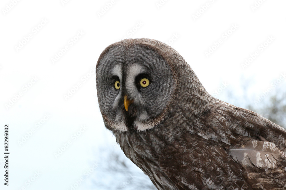 owl (Strigiformes) owl (Strigiformes)