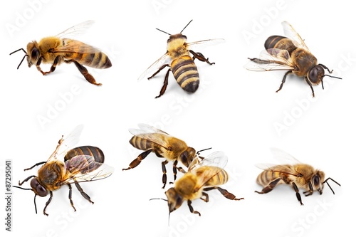 Bee, Honey Bee, Insect.