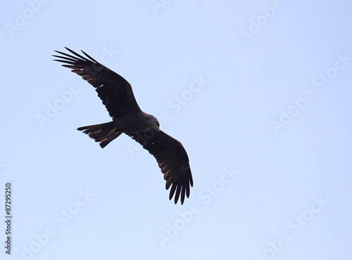 A black kite  Milvus migrans  foraging