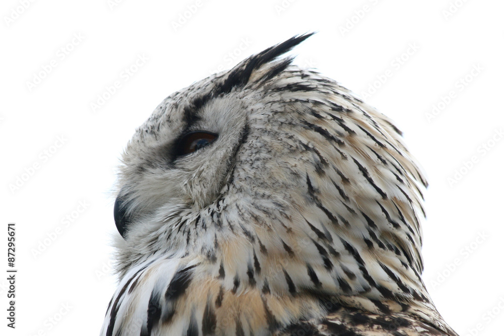 Naklejka premium owl (Strigiformes)