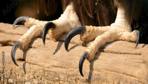 Macro photo of the Eagle's claws. The powerful talons of an eagle close-up.  photo