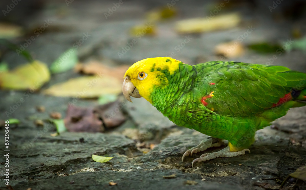 Yellow-headed Amazon Parrot
