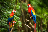 Scarlet Macaw parrots