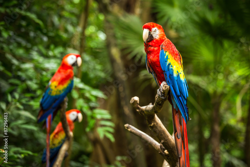 Scarlet Macaw parrots