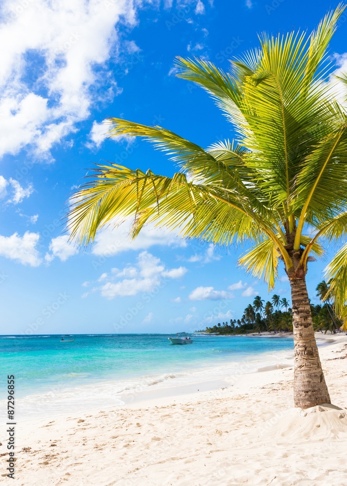 Fototapeta premium Caribbean beach in Dominican Republic