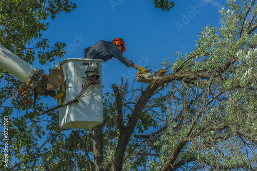 Tree Specialist at work