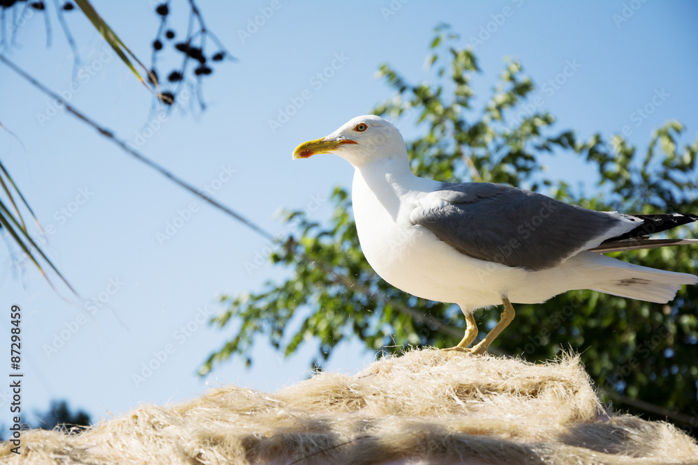 Seagull on the roof Seagull on the roof