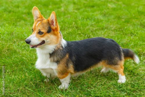 Fotografie dog Pembroke Welsh corgi smiling