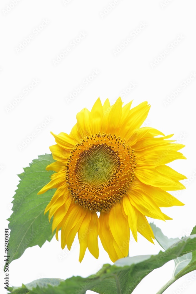 Fototapeta premium 白背景のひまわり