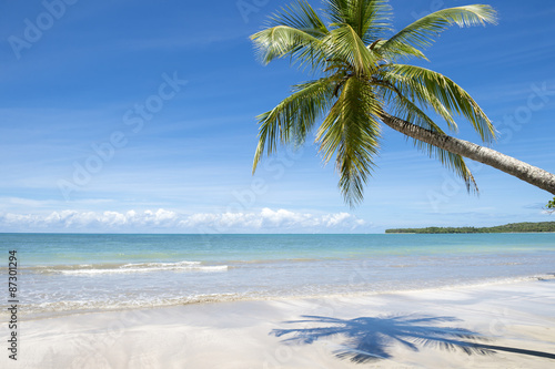 Fototapeta Naklejka Na Ścianę i Meble -  Curving palm tree casting shadow on bright empty Brazilian beach in Bahia Nordeste Brazil