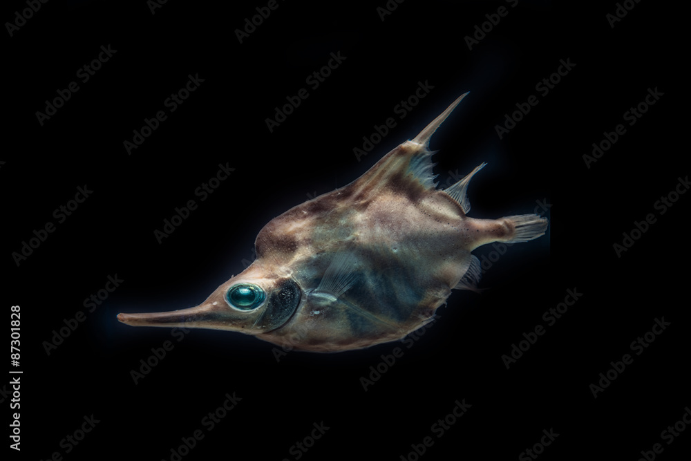 Naklejka premium Deep-Sea fish