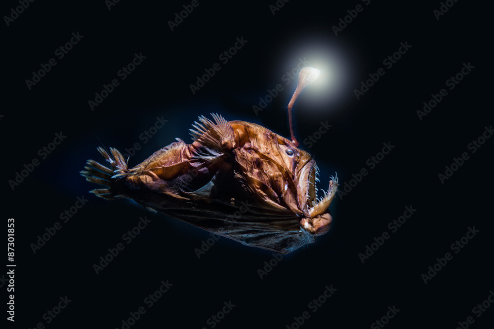 Fototapeta premium Deep-Sea Stingray