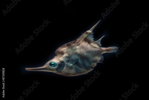 Deep-Sea fish