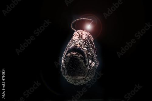 Billede på lærred Deep-Sea fish