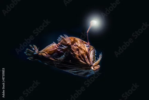 Fototapeta samoprzylepna Stingray głębinowy