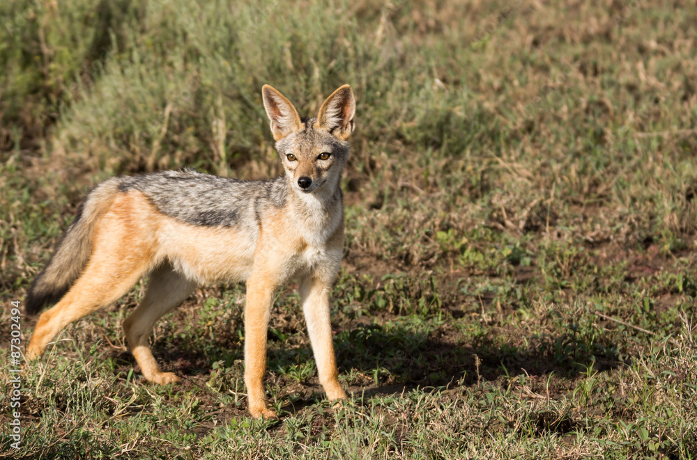 Obraz premium Alert jackal hunting in the Serengeti shrub lands 