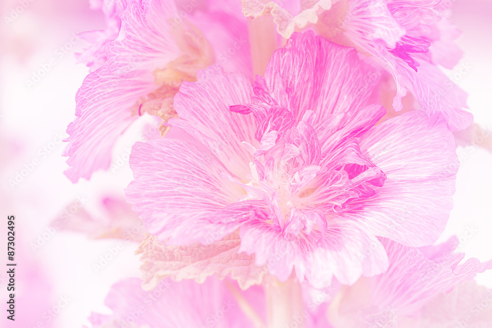 flower background. flower background.