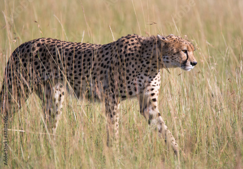 Cheetah stalking in the tall grass, Tanzania

