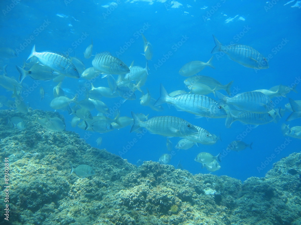 Shoal of fish with rock in the Mediterranean sea Shoal of fish with rock in the Mediterranean sea