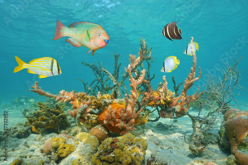 Colorful sea life underwater with tropical fish