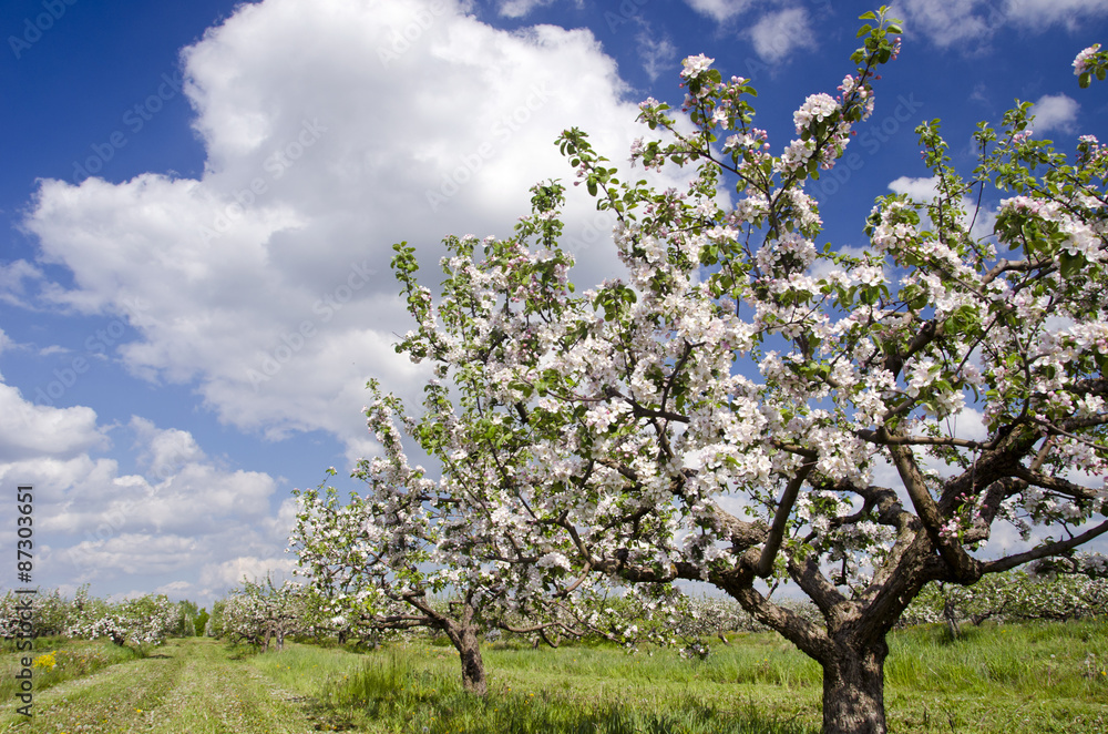 Fototapeta premium blossoming spring apple tree industrial orchard garden