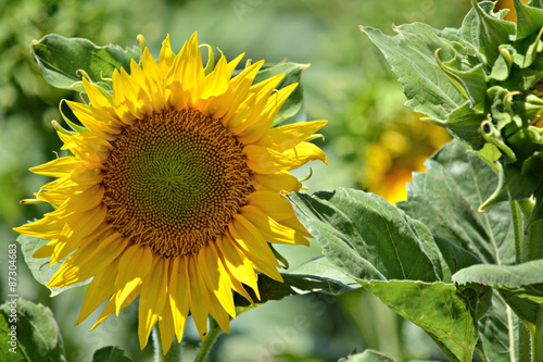 Bright Sunflower