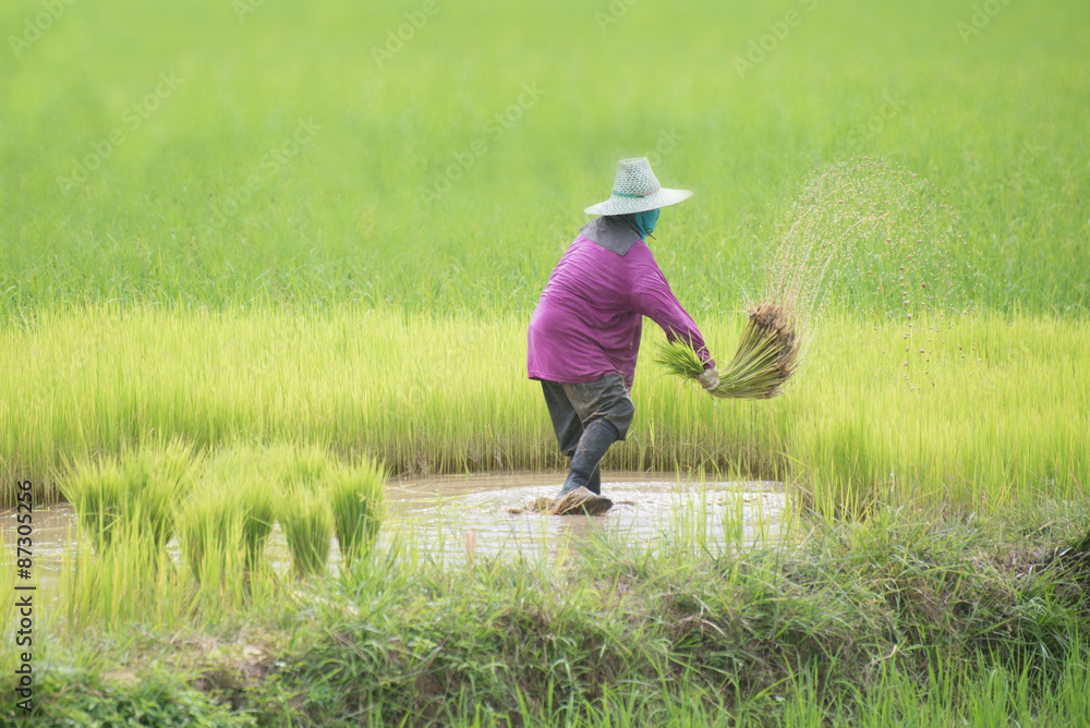 Farmers transplant rice in a field in Thailand Farmers transplant rice in a field in Thailand