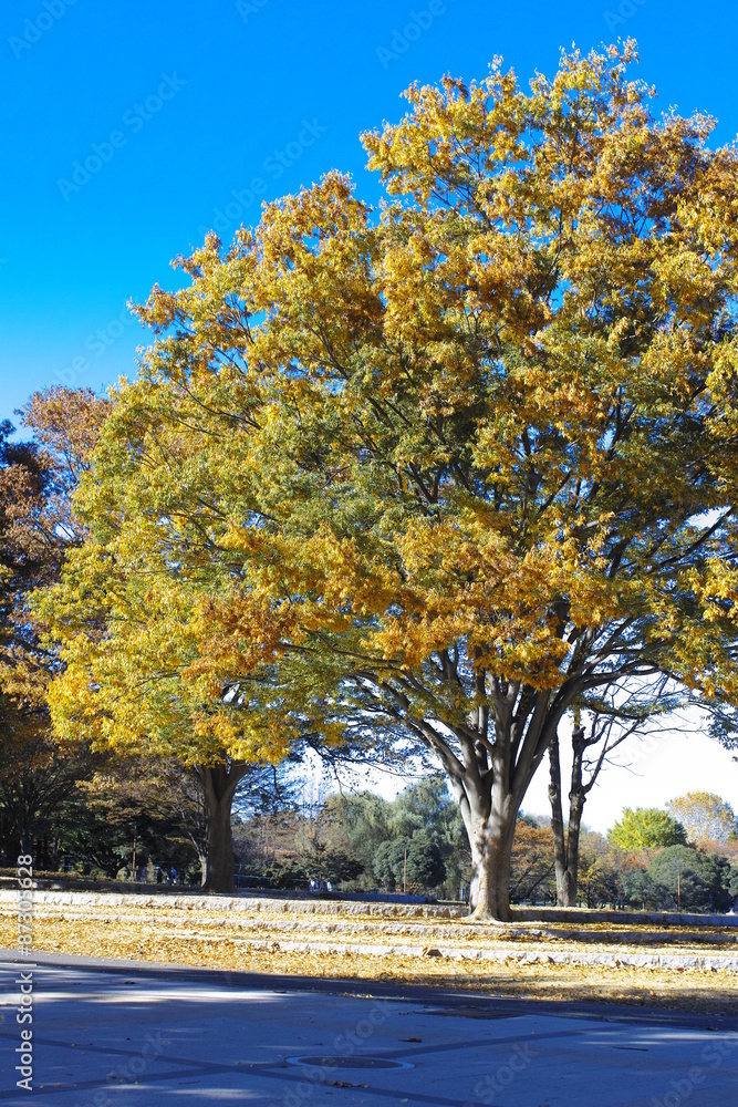 Showa Memorial Park 6