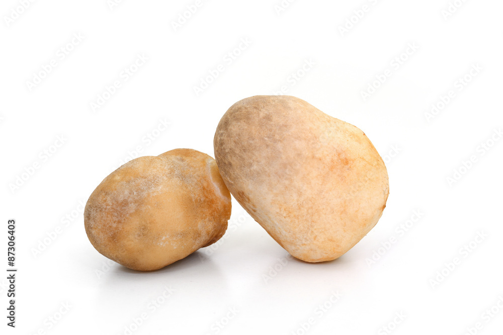 Volvariella volvacea, Straw Mushroom on white background Volvariella volvacea, Straw Mushroom on white background