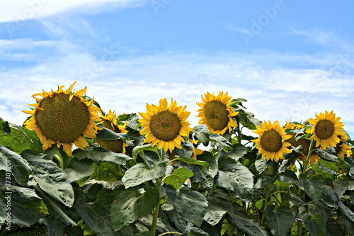 Sunflower Field