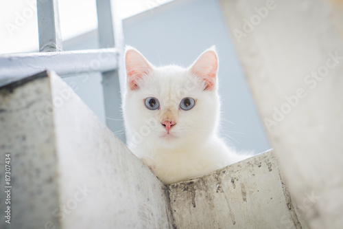 Wallpaper Mural White cat staring from upstair Torontodigital.ca