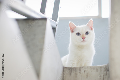 Wallpaper Mural White cat staring from upstair Torontodigital.ca