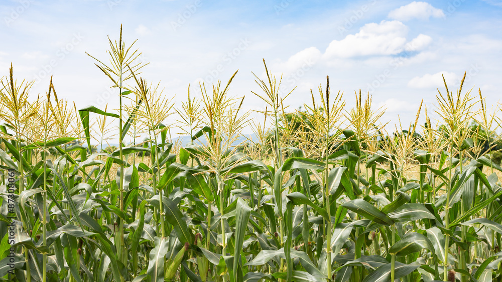 Fototapeta premium Corn flowering stage in field and blue sky.