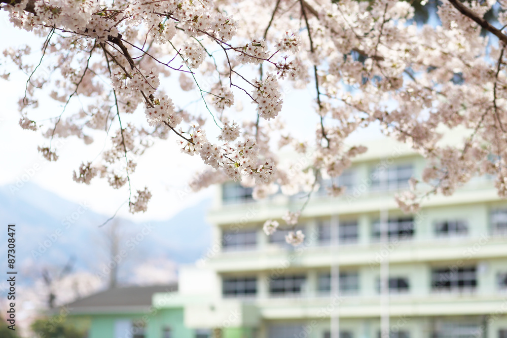 Fototapeta premium 桜と校舎