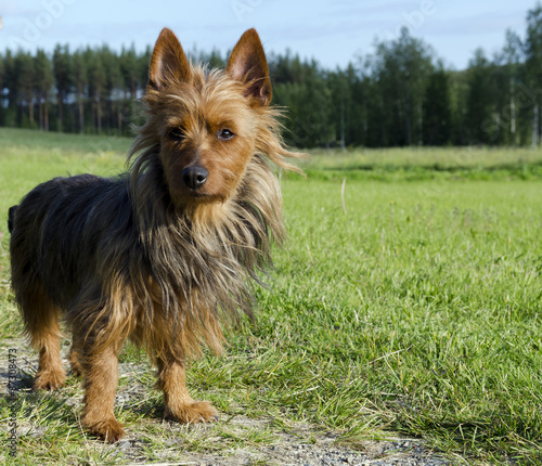 Fotografi Australian Terrier