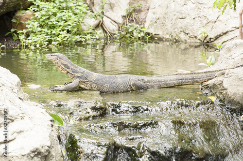 Water monitor or Varanus salvator is a large lizard.
