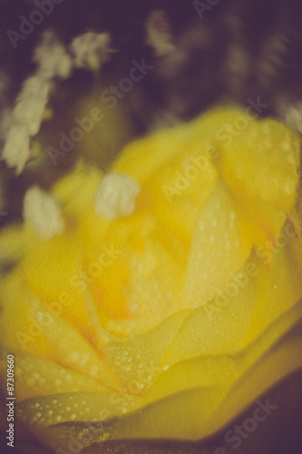 Yellow Rose with Droplets Retro