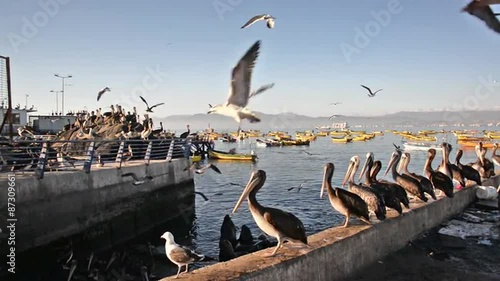 Pelicans and other birds in a busy harbor in Coquimbo, Chile photo