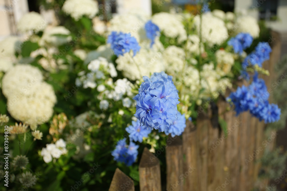 Fototapeta premium Gartenhortensie am Gartenzaun