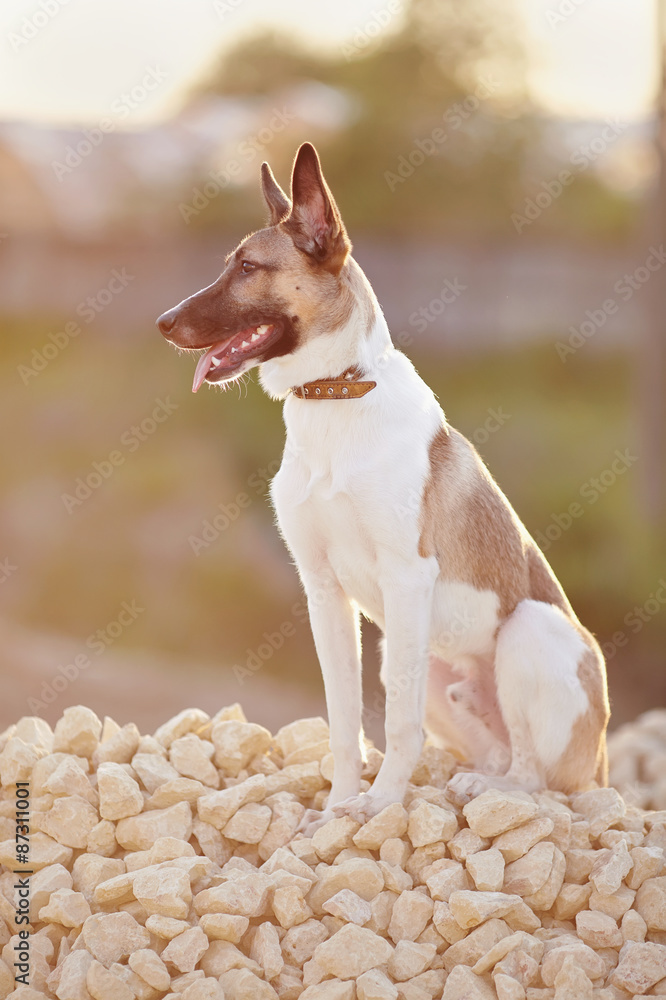 Domestic dog on walk sits on filling brick.