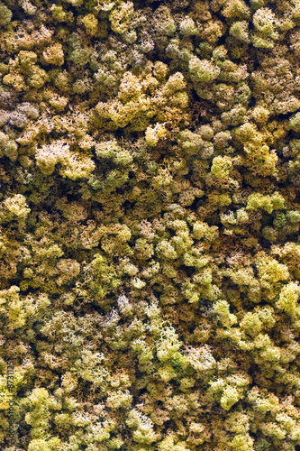 Artificial Forest Canopy