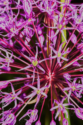 Purple Allium Flower Bulbs