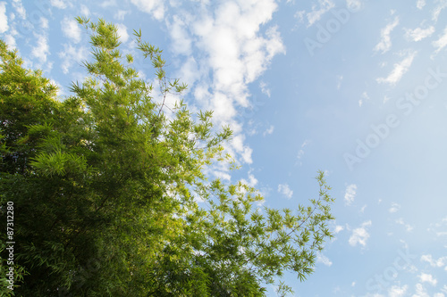 Bamboo leaf with blue sky