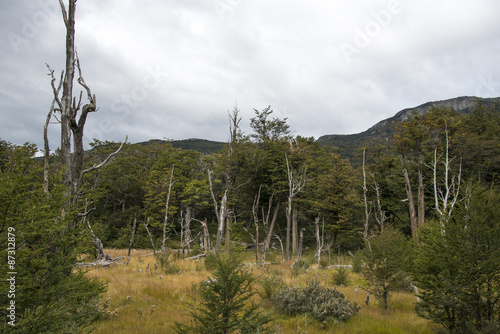 Quadro su tela Hêtre de Magellan, Patagonie, Argentine