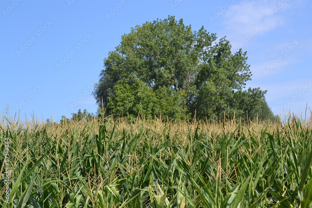 Obraz premium corn field